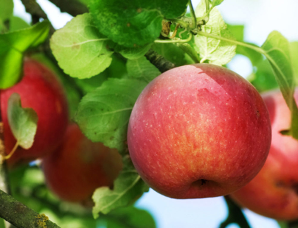new zealand fruit